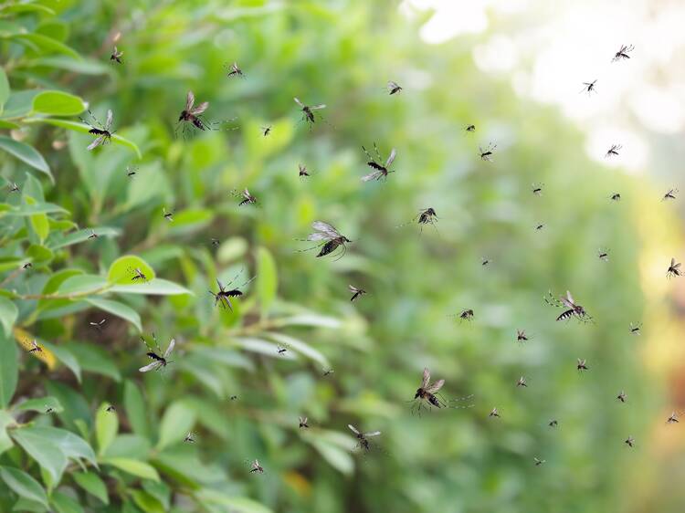 Yes, bugs are taking over New York this summer Yes, bugs are taking over New York this summer