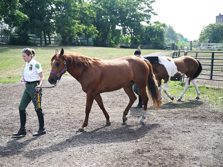 Meet Fiona and Ginger, the two new park horses at Flushing Meadows Corona Park Meet Fiona and Ginger, the two new park horses at Flushing Meadows Corona Park
