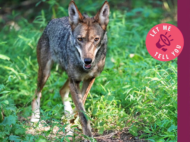 Let me tell you—I had a slumber party with wolves just an hour from NYC and it was incredible Let me tell you—I had a slumber party with wolves just an hour from NYC and it was incredible
